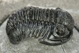 Detailed Gerastos Trilobite Fossil - Morocco #242764-1